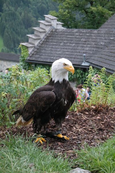 Datei:600px-2016-07-09 15h56m42.JPG