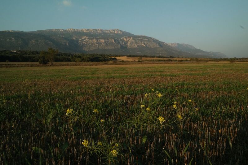 Datei:1599px-SAM 0140.JPG